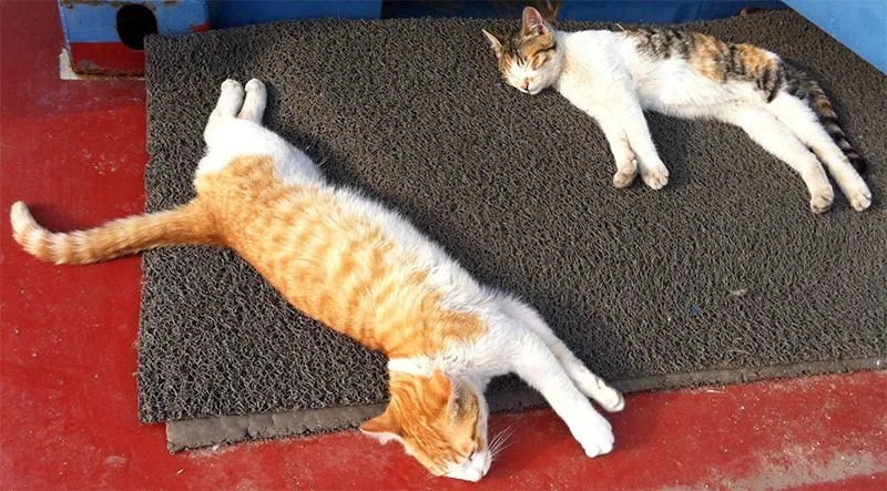 pet3.jpg