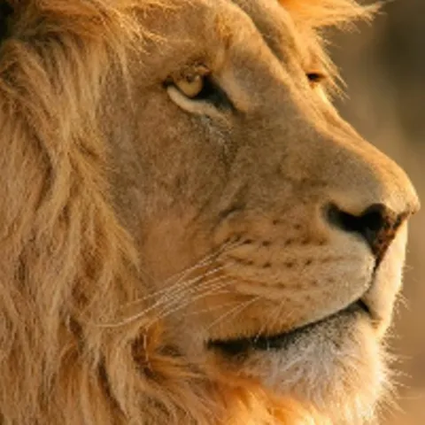 Lion.png