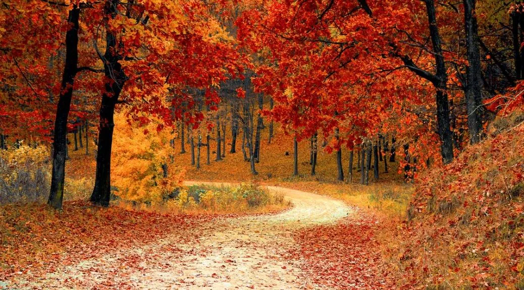 road.jpg