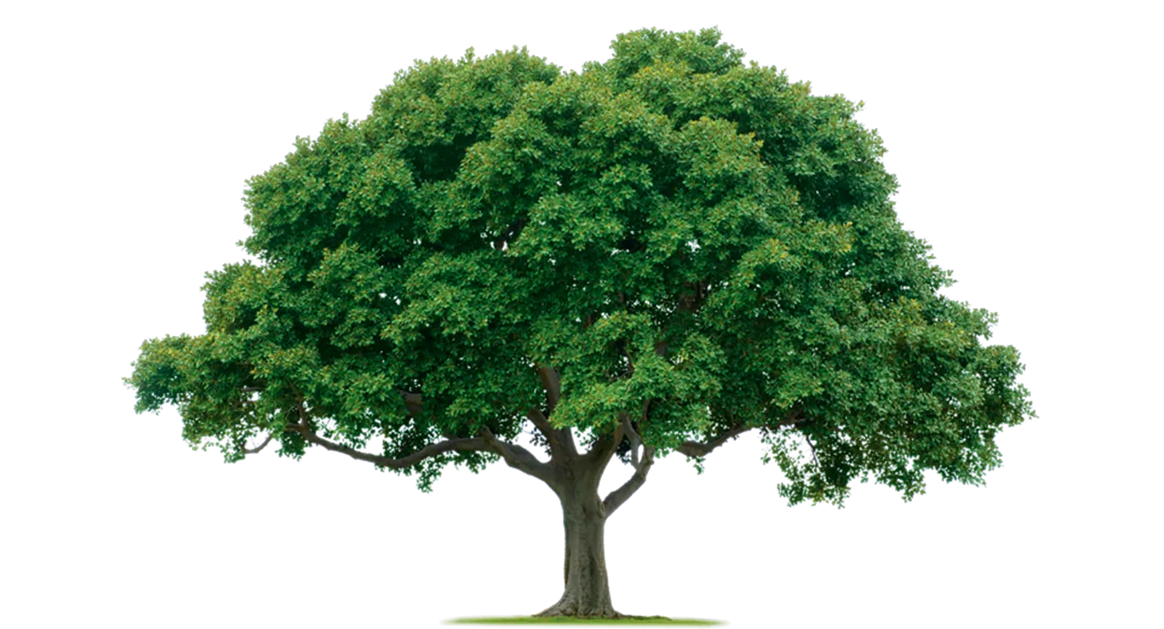Tree.png
