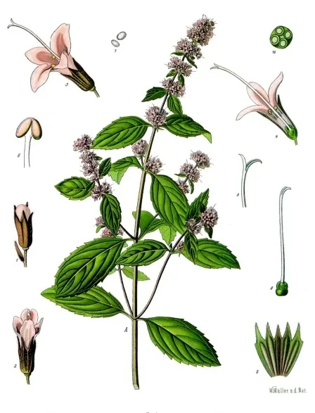 mint.jpg