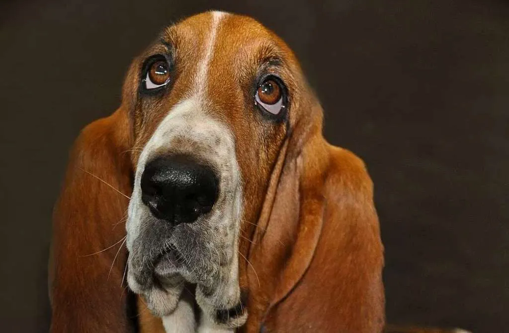 hond.jpg