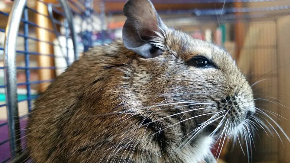 degu.jpg