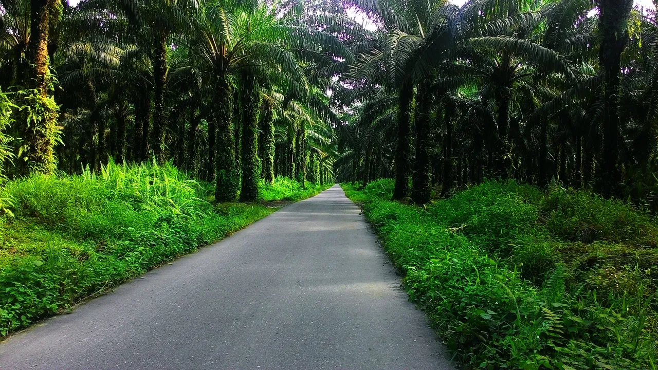 Palm.jpg