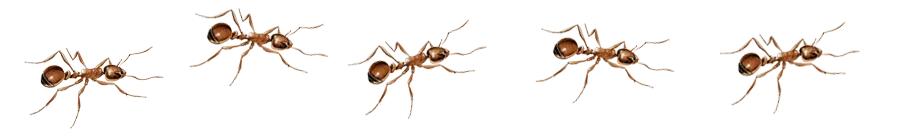 Ants.png