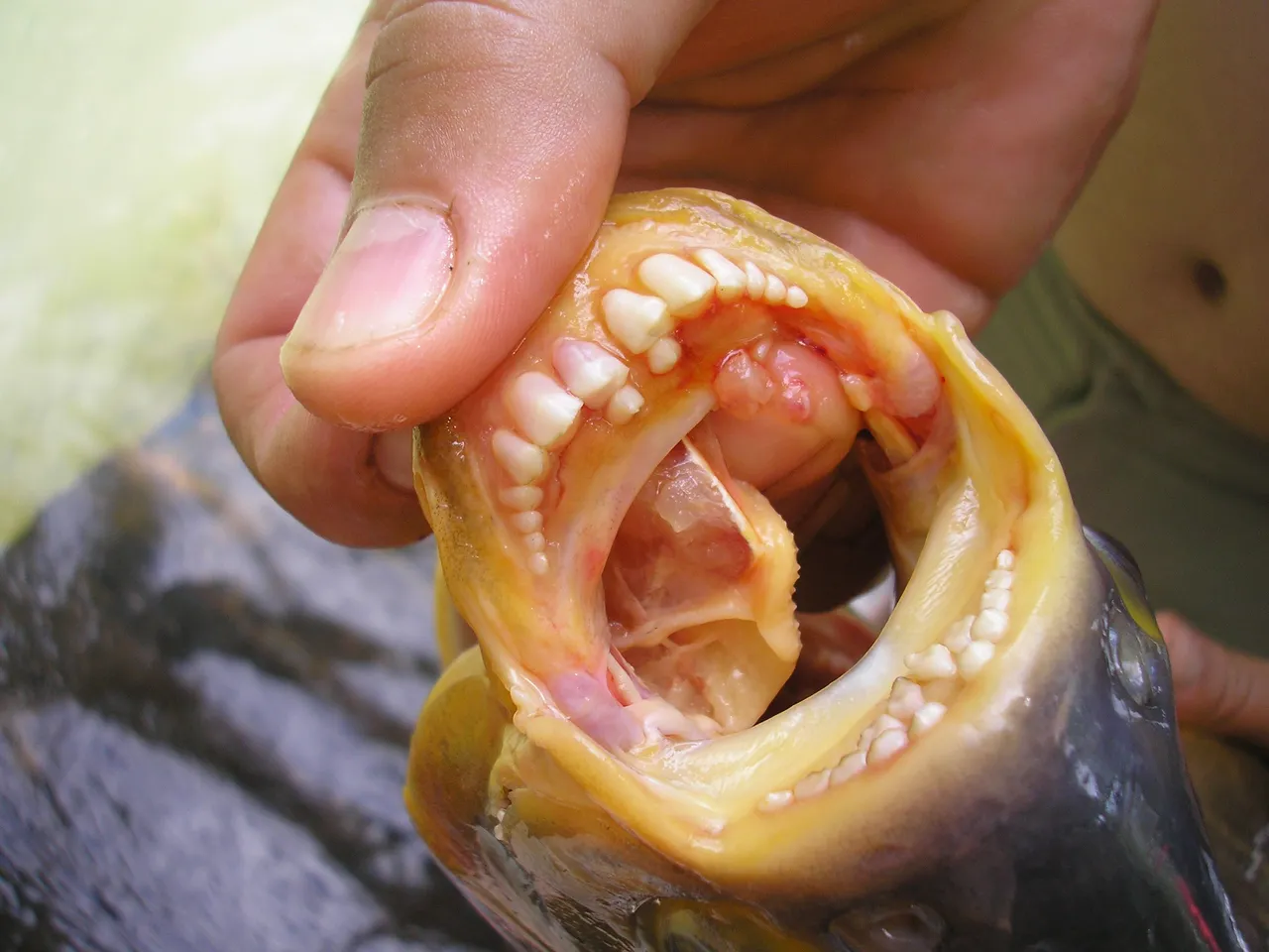 pacu.jpg