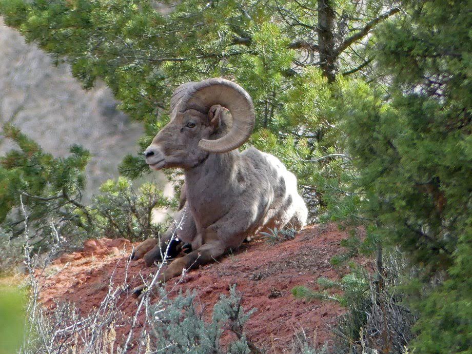 ram2.jpg