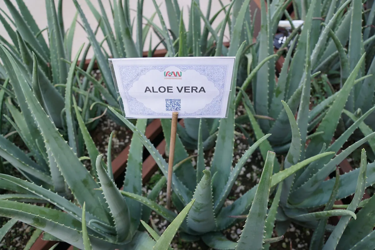 Aloe.jpg