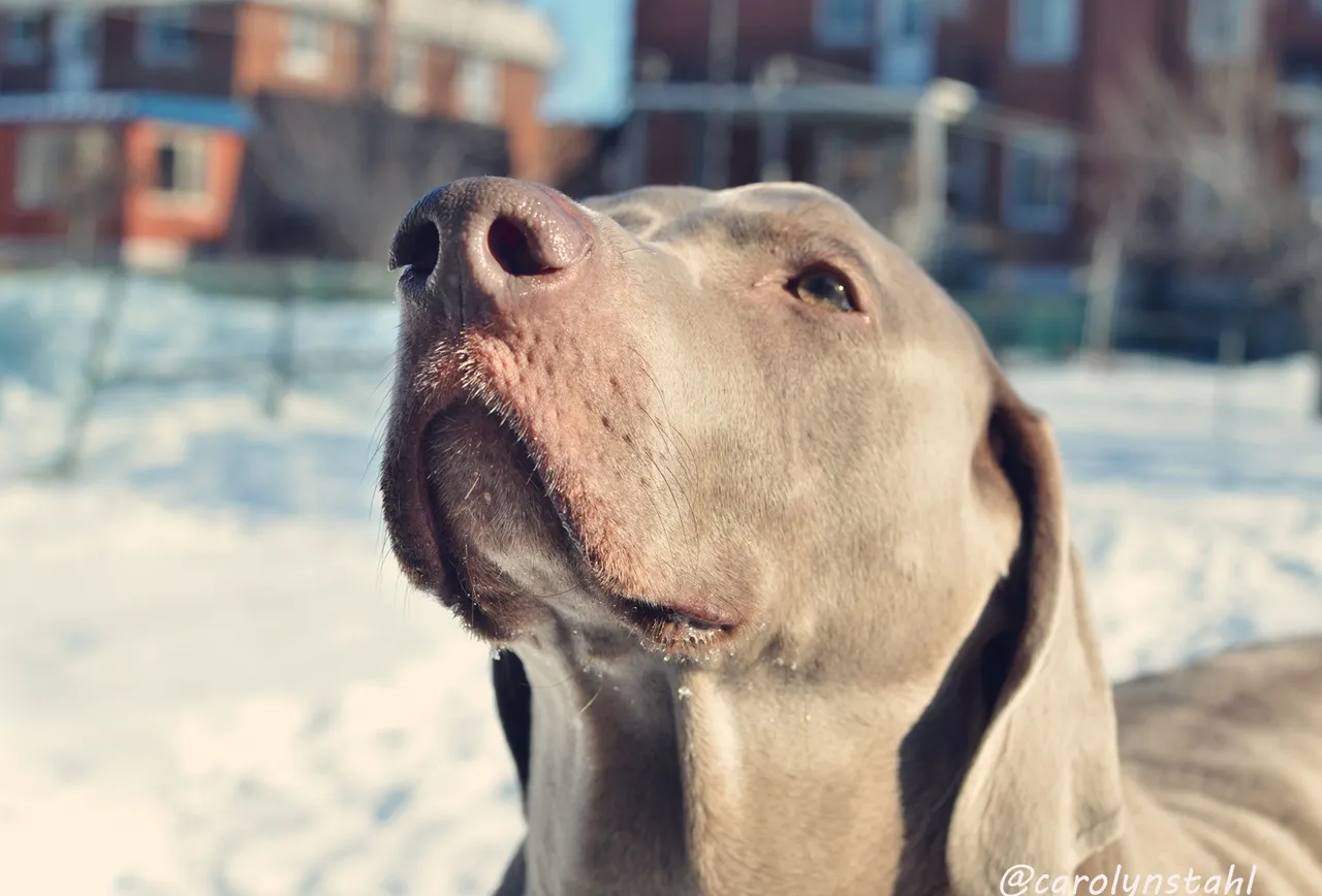 dog4.jpg