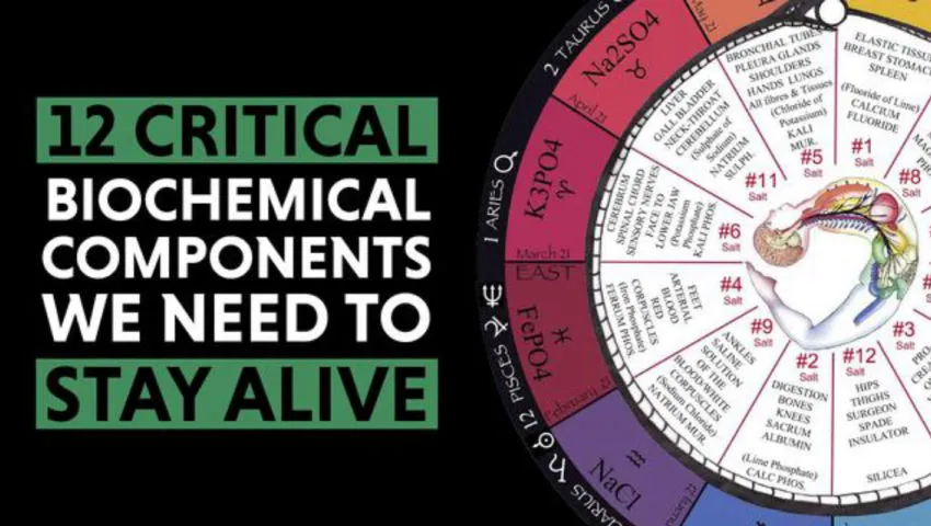 Tissue Salts, Histology & Demystifying Alchemy