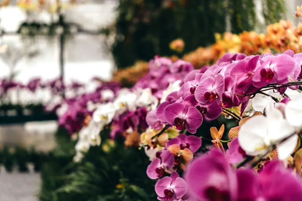 Orchids