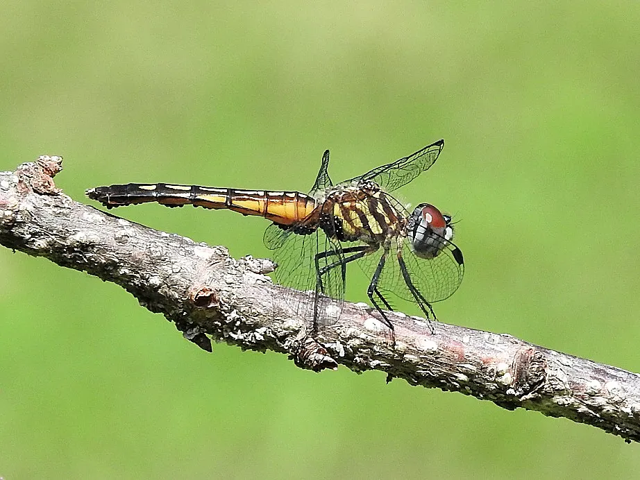 Dragonfly posing in our yard, July 18, 2017