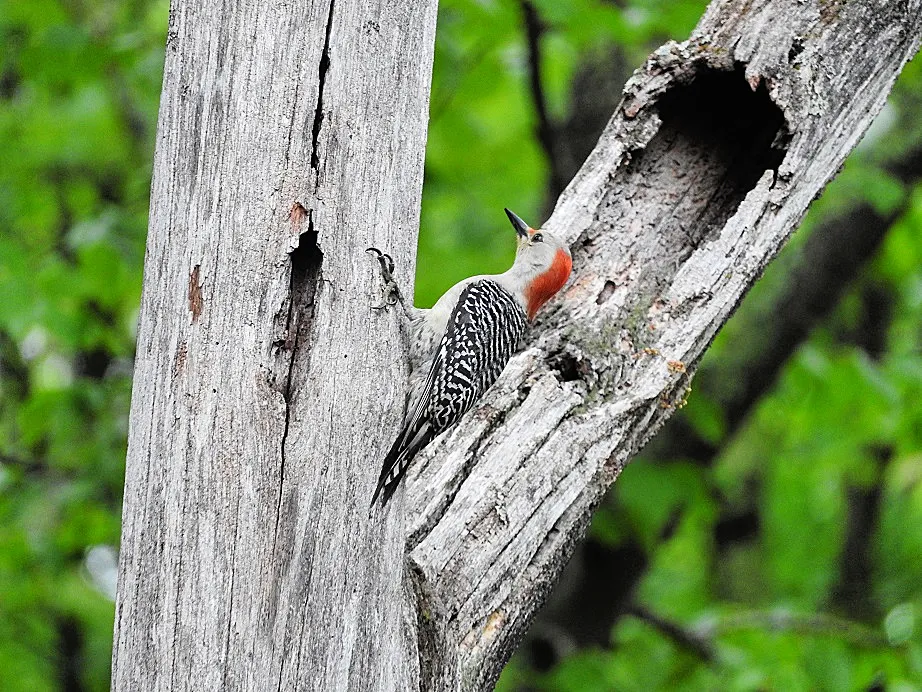 In memory of a tree branch Red-bellied Woodpecker