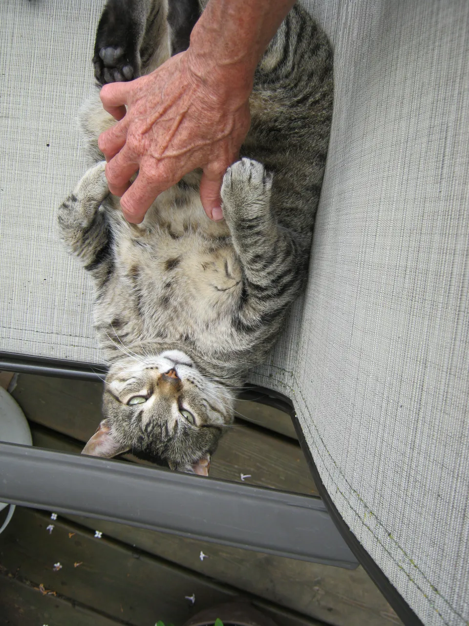 JJ what is up looking at me taking a picture while giving belly rub.JPG