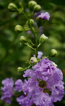 Crepe_myrtle_(দেশি_ফুরুস).JPG