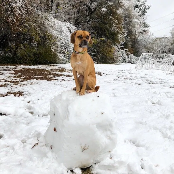 Snow Puggle