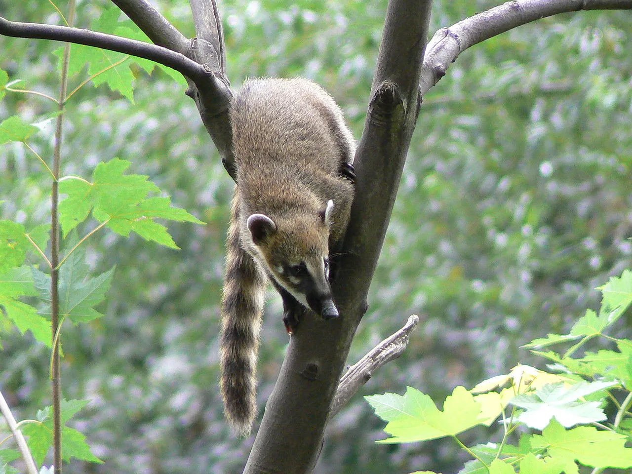 2.-Biodiversity-Argentina--Nasua_nasua_climbing_tree.JPG