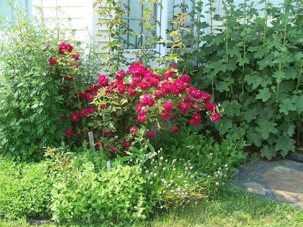 South Herb Garden - Roses crop June 07.jpg