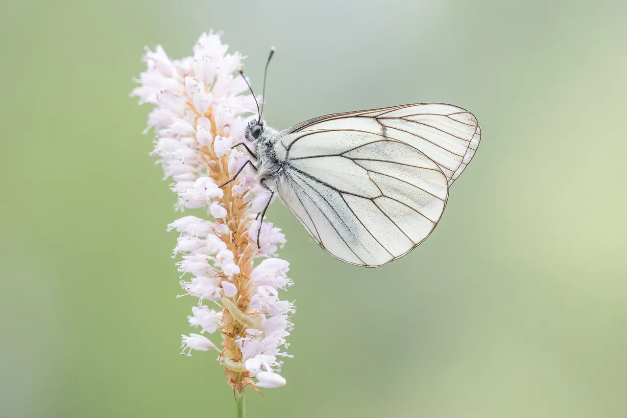 Baum-Weißling (Aporia crataegi)_CI4A9974-BF.jpg