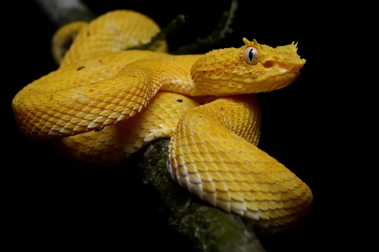 Bothriechis_schlegelii_(La_Selva_Biological_Station).jpg