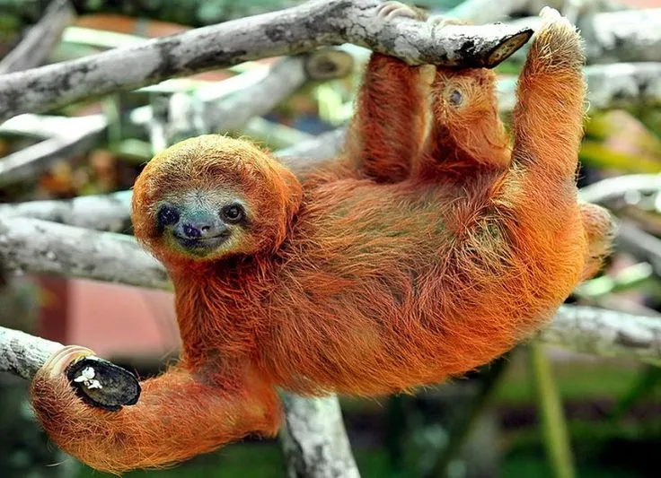 4bfd280ebcb12c00b336c831da4960d9--a-sloth-cute-sloth.jpg