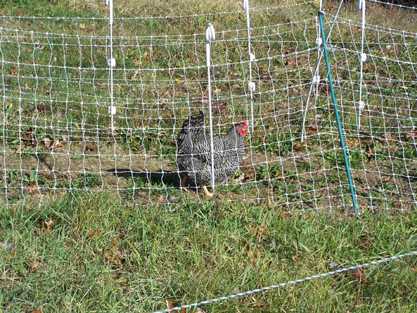 Barred in snake fence crop November 2019.jpg