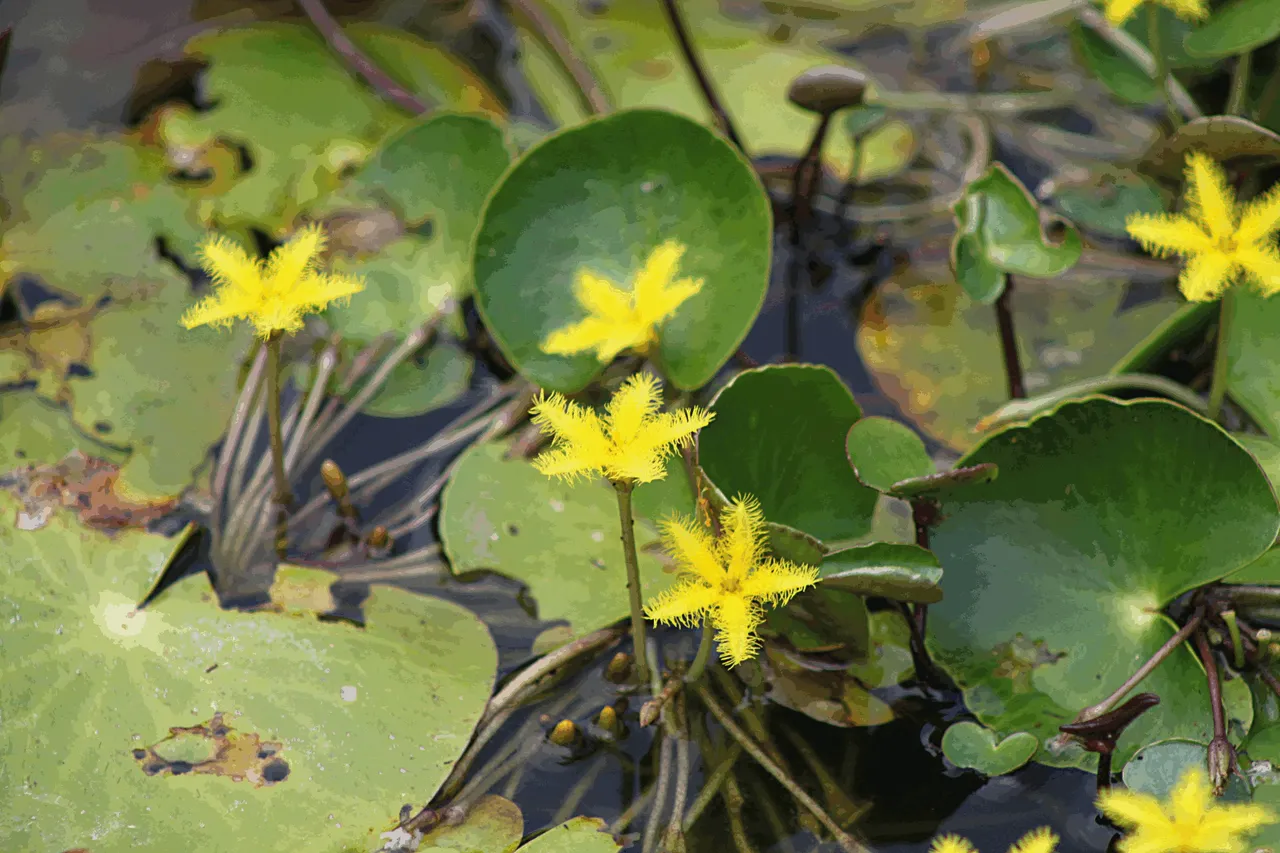 1588-NYMPHOIDES THUNBERGIANA-Yellow water lily.png