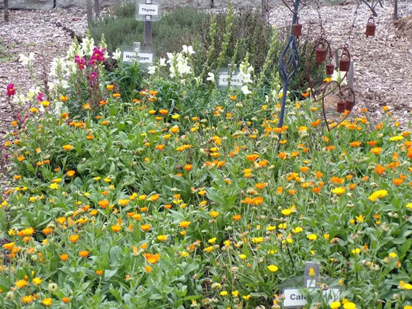 New Herb  Row 6, calendula and snapdragons crop Oct. 2020.jpg