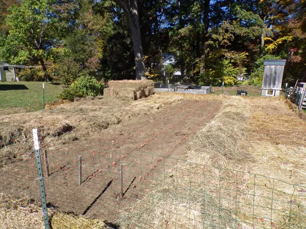 Small garden  garlic and shallots planted2 crop Oct. 2020.jpg