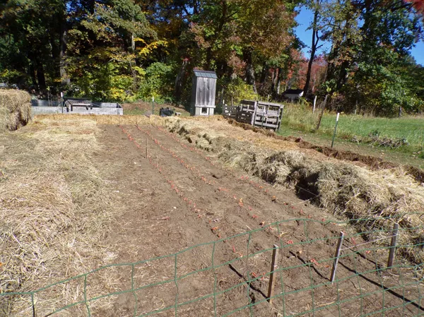 Small garden  garlic and shallots planted1 crop Oct. 2020.jpg