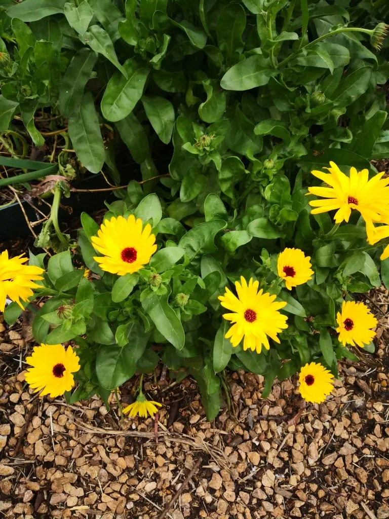 The bright yellow and oranges of Calendula are a welcome sight.