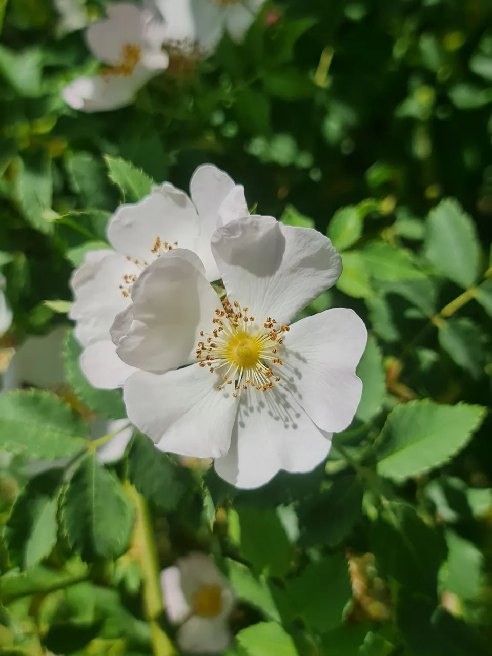 Wild Rose aka 'Dog Rose'