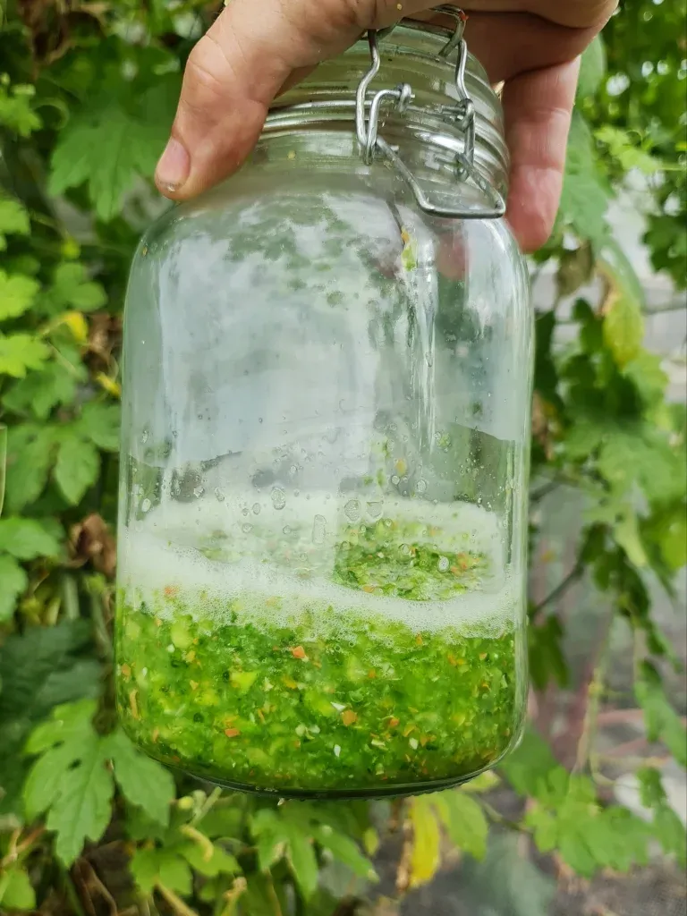 Bitter Melon liniment macerating.