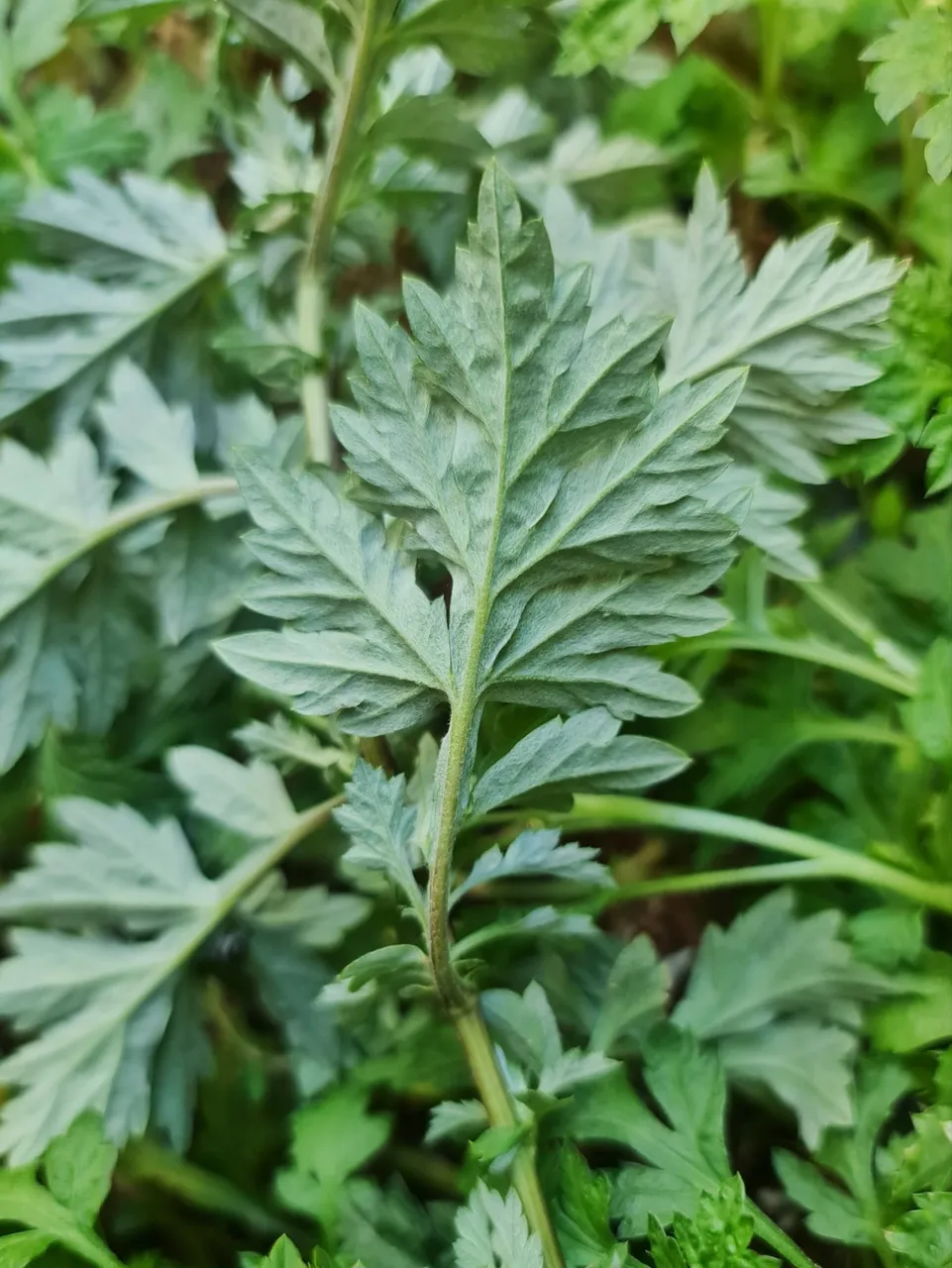 Mugwort leaves are silvery on the underside.