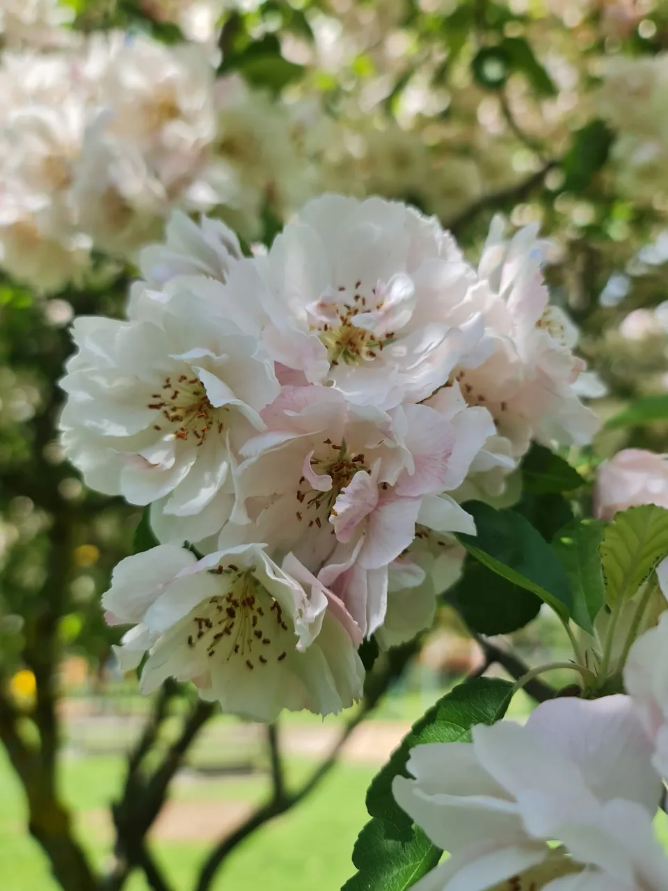 Malus spectabilis