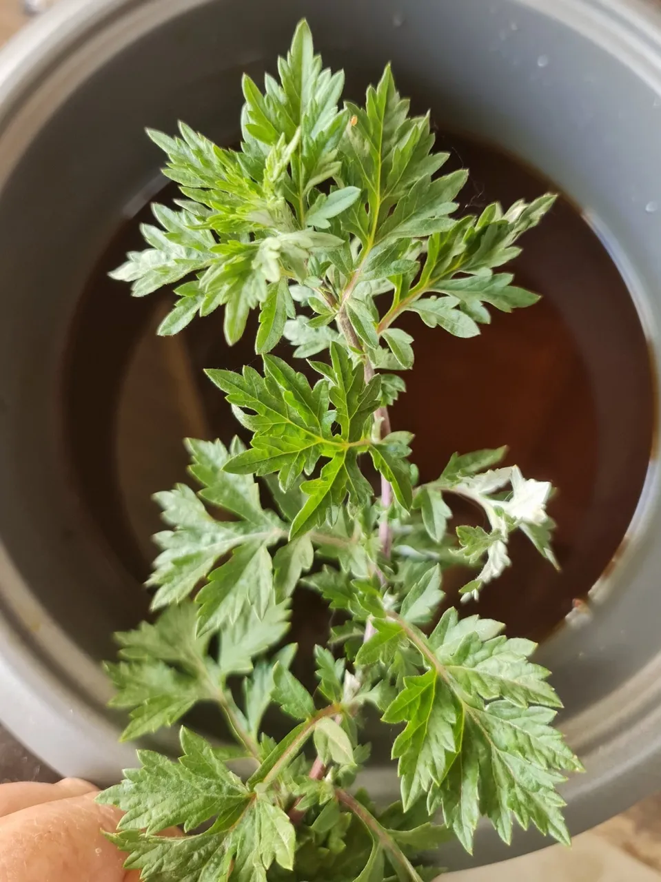 Adding mugwort to your oils helps penetration