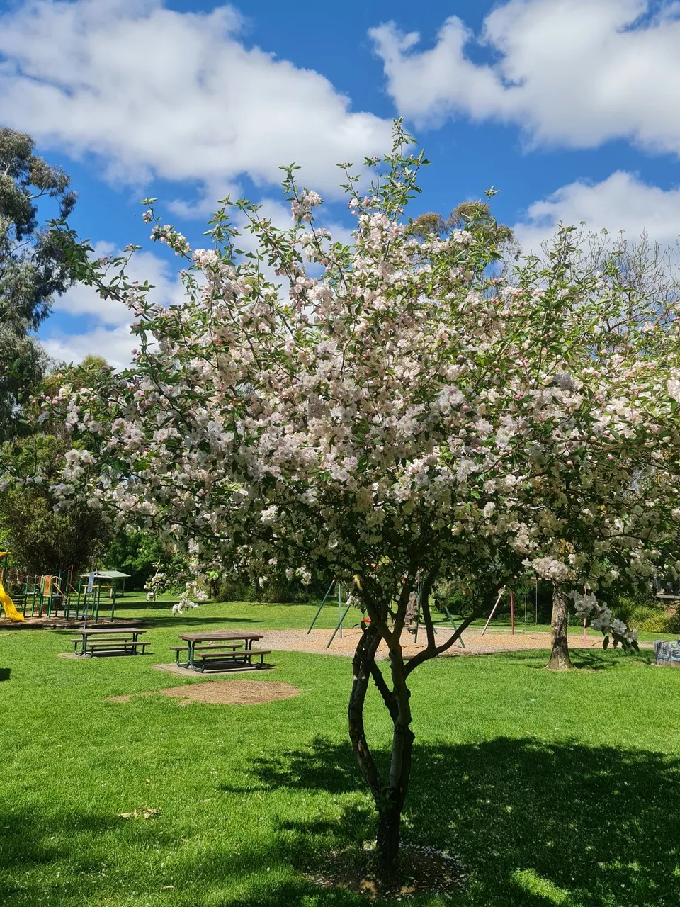 Malus spectabilis