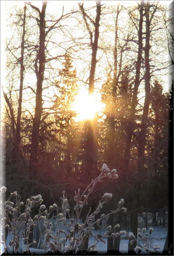 low sun shining through poplat trees frosty seed heads in front.JPG