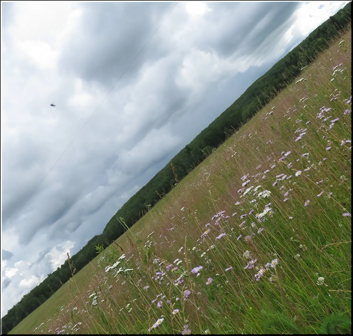 horizontal view wildflowers in the meadow with dark clouds above.JPG