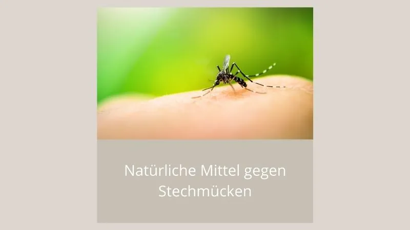 Natürliche Mittel gegen Stechmücken web.jpg