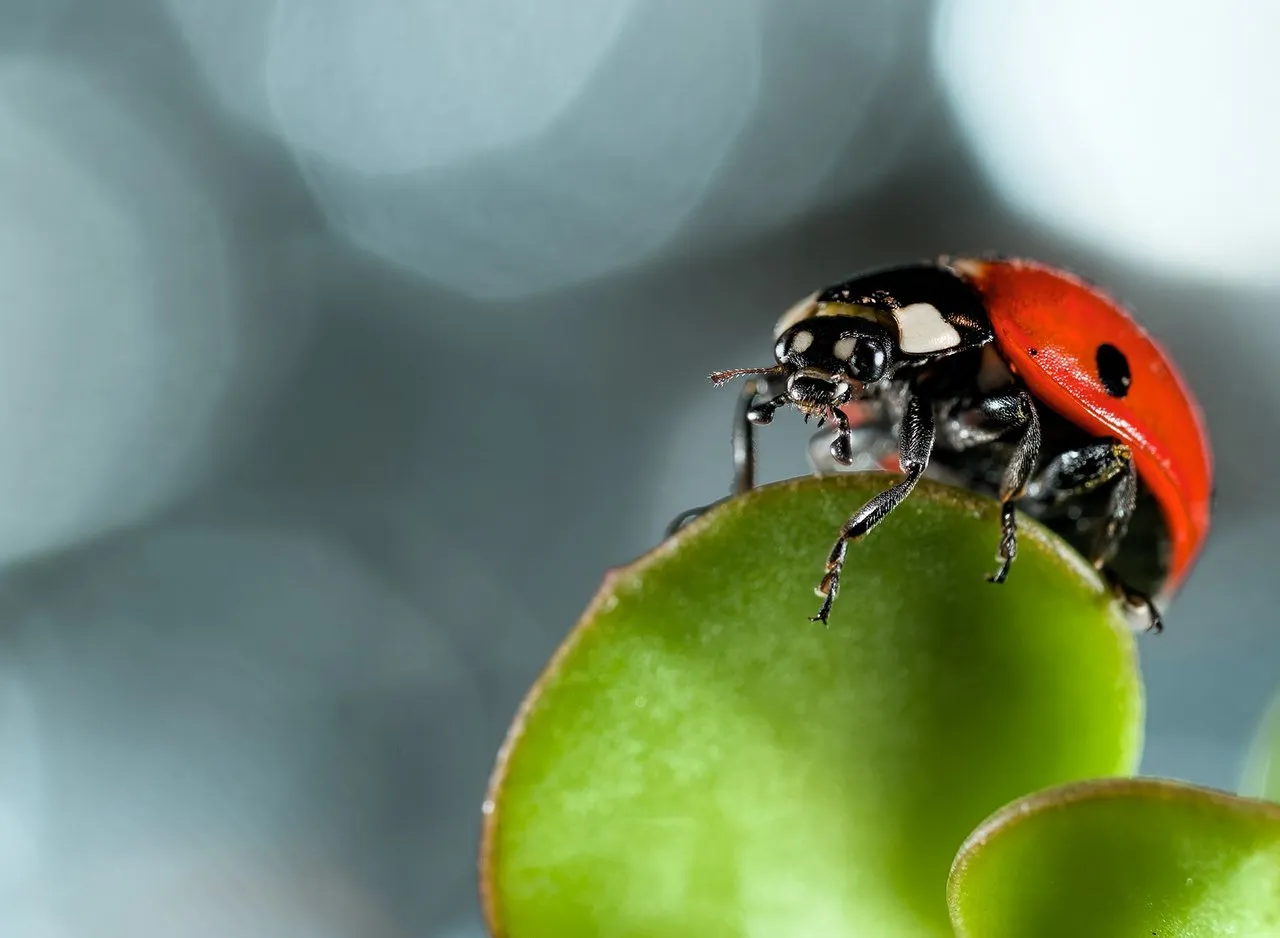 Ladybug Bokeh