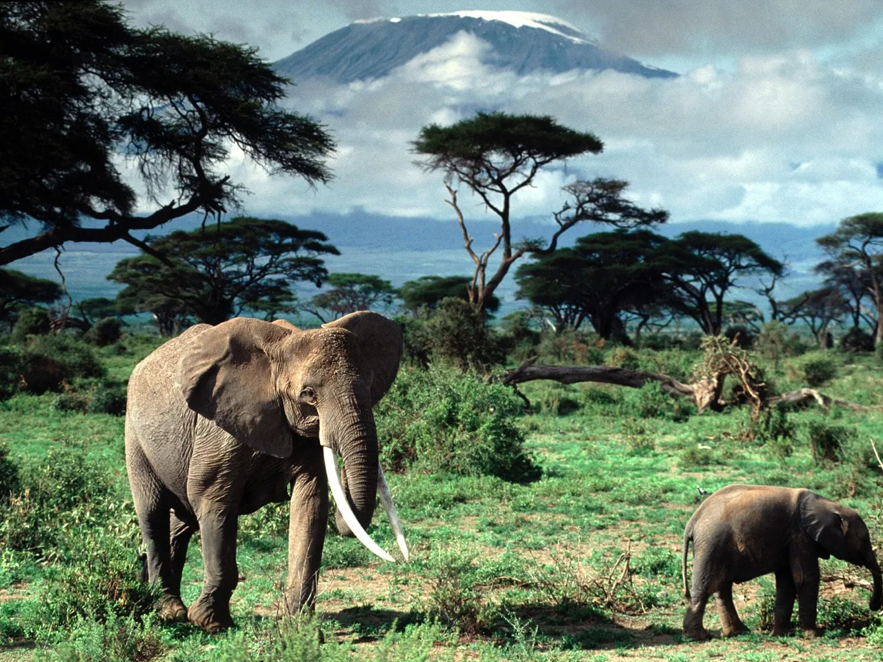 African Elephants, Mount Kilimanjaro, Africa.jpg