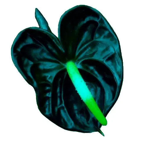 3.Anthurium Bunga sian dan baigron yang sama.jpg