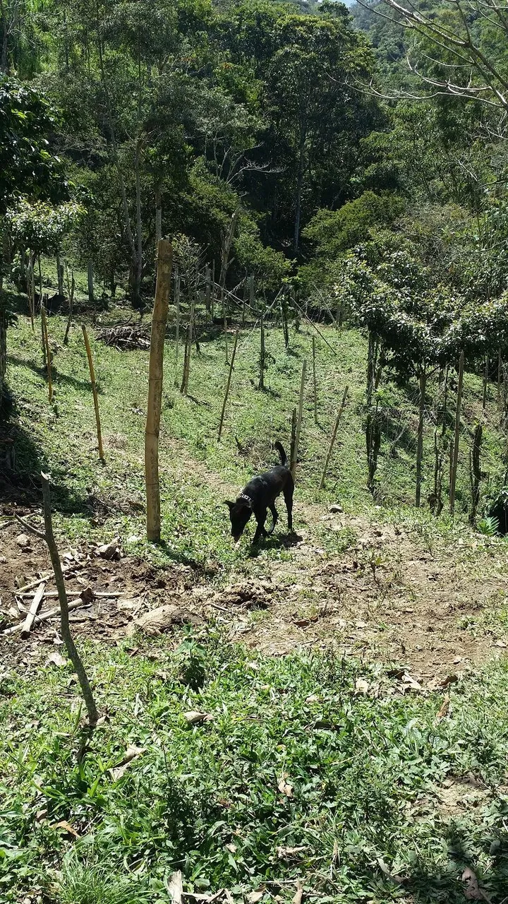 6 - Polebeans and black dog neighbors farm.jpg