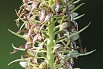 Bocks-Riemenzunge (Himantoglossum hircinum)_2053-BFx.jpg