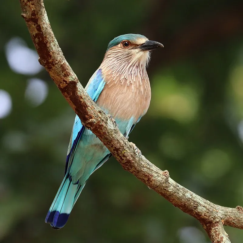 800px-Indian_roller_(Coracias_benghalensis_benghalensis).jpg