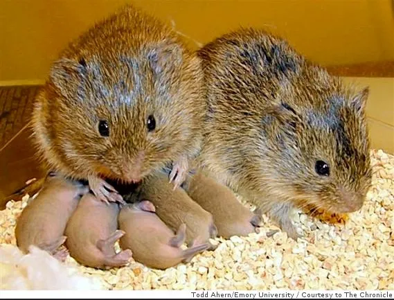 prairie_voles_OMSI___theNerdPatrol___Flickr_🔊.jpg