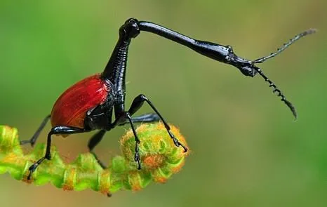 Suhan's.Blog.Madagascar.Island.of.Marvels_Giraffe.weevil.jpg