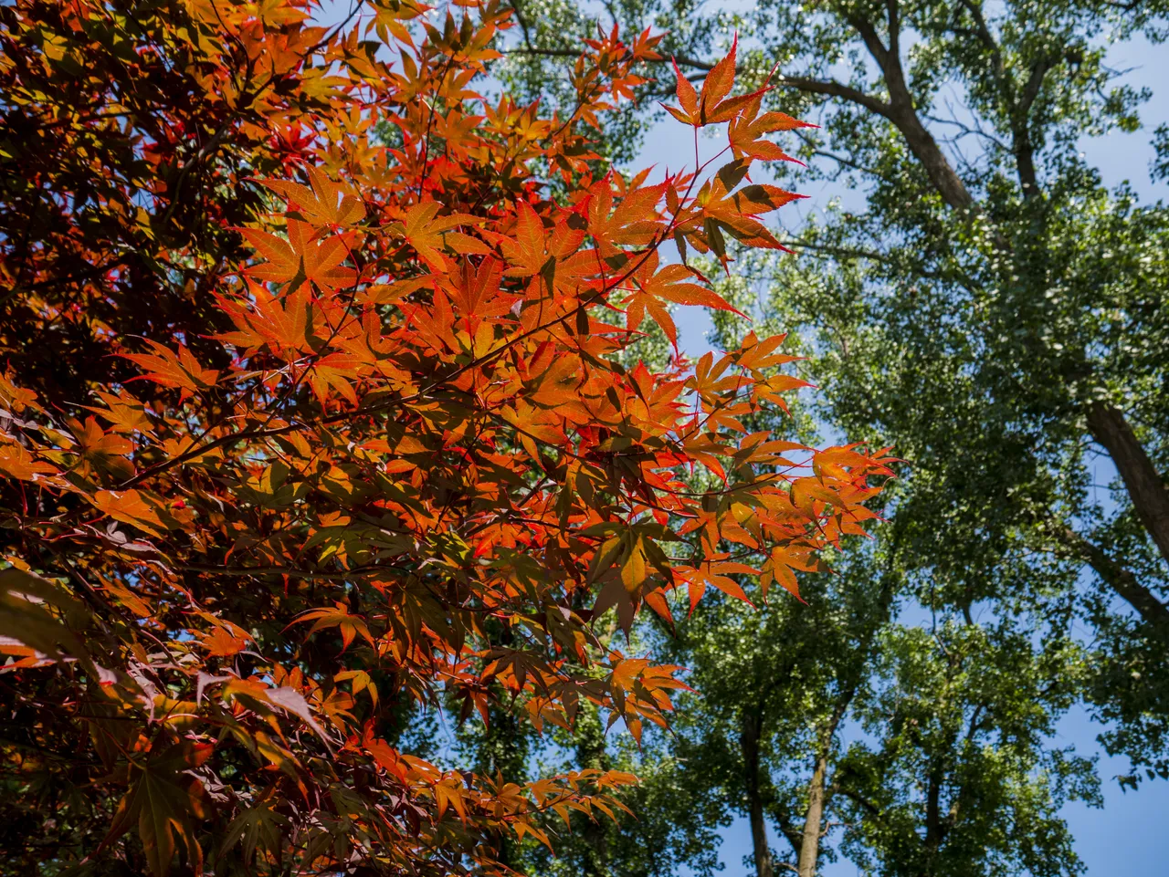 BRIGHT_RED_LEAVES_CONSTASTED_WITH_GREEN__PS__ P1080803.jpg