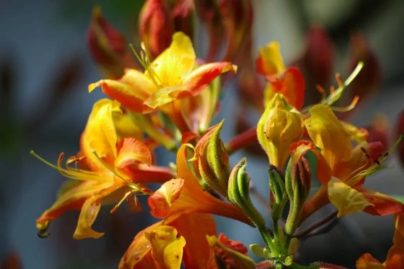 colorchallenge tuesdayorange flower petals .jpg